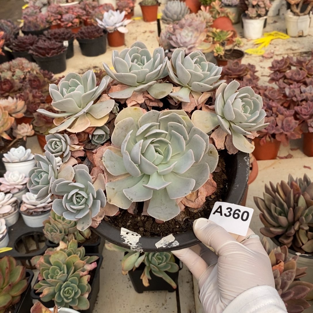 白****360圣卡洛斯一物一拍