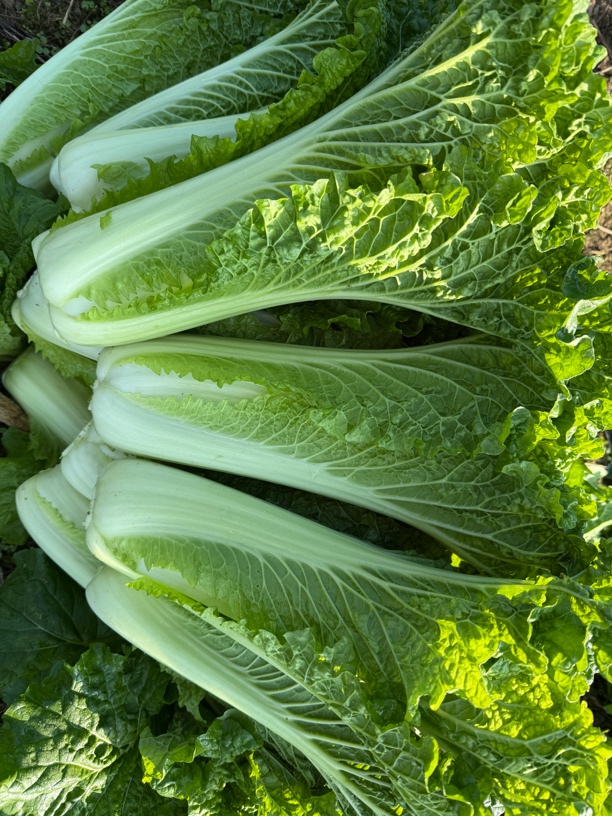 贵州遵义农家自种青口白菜3斤/5斤包邮