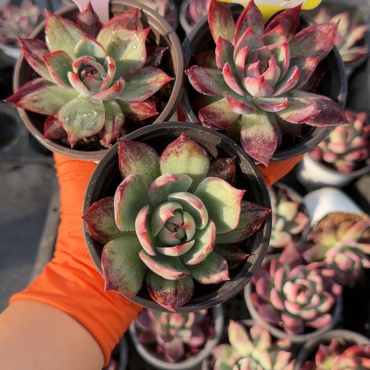 驱***草204，111，188惊鸿仙子多肉植物6-9cm