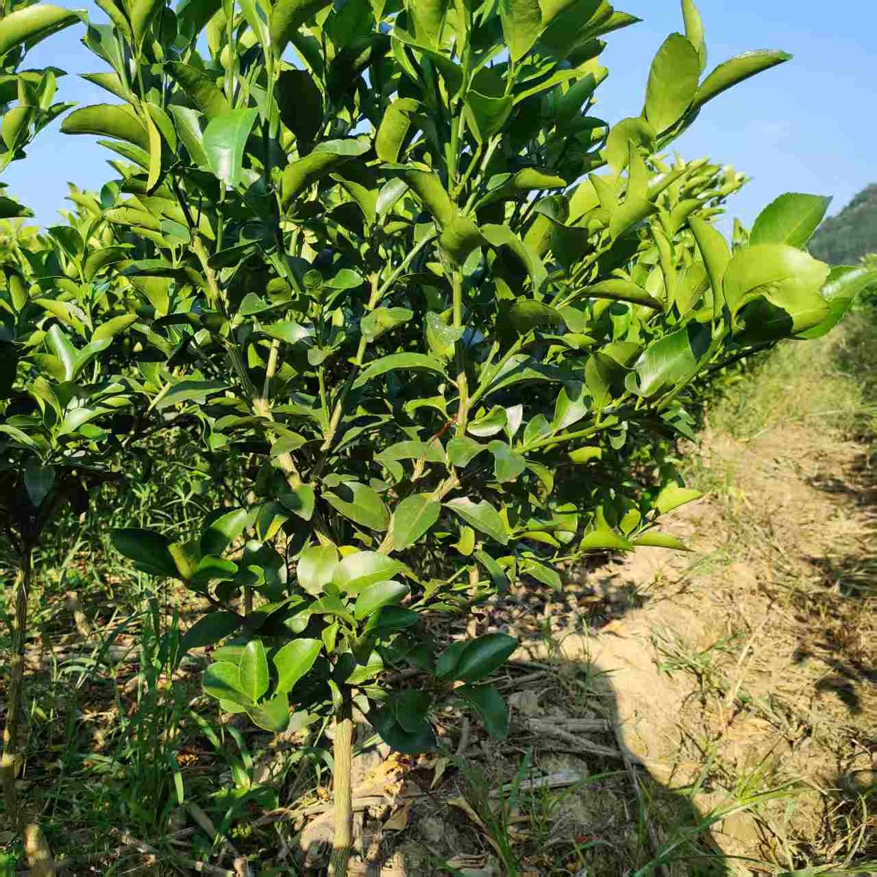 【一物一拍】盆栽地栽绿植