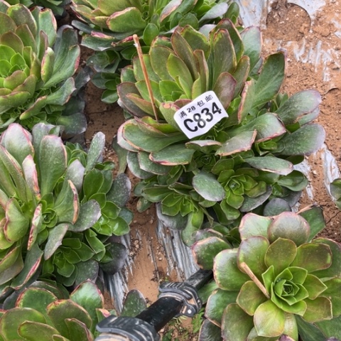 834枚金玫瑰不包断枝