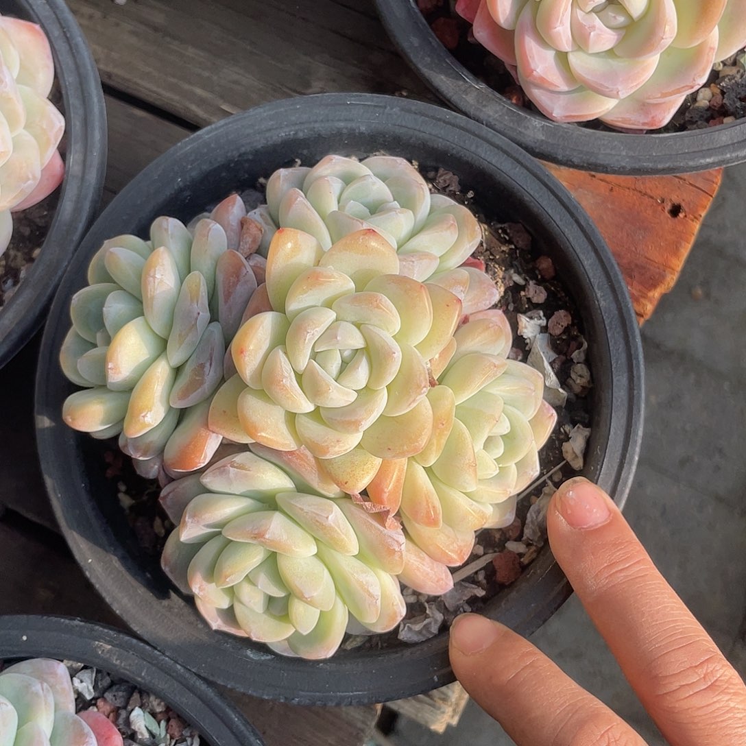 冰玉 脱土发货 16口盆