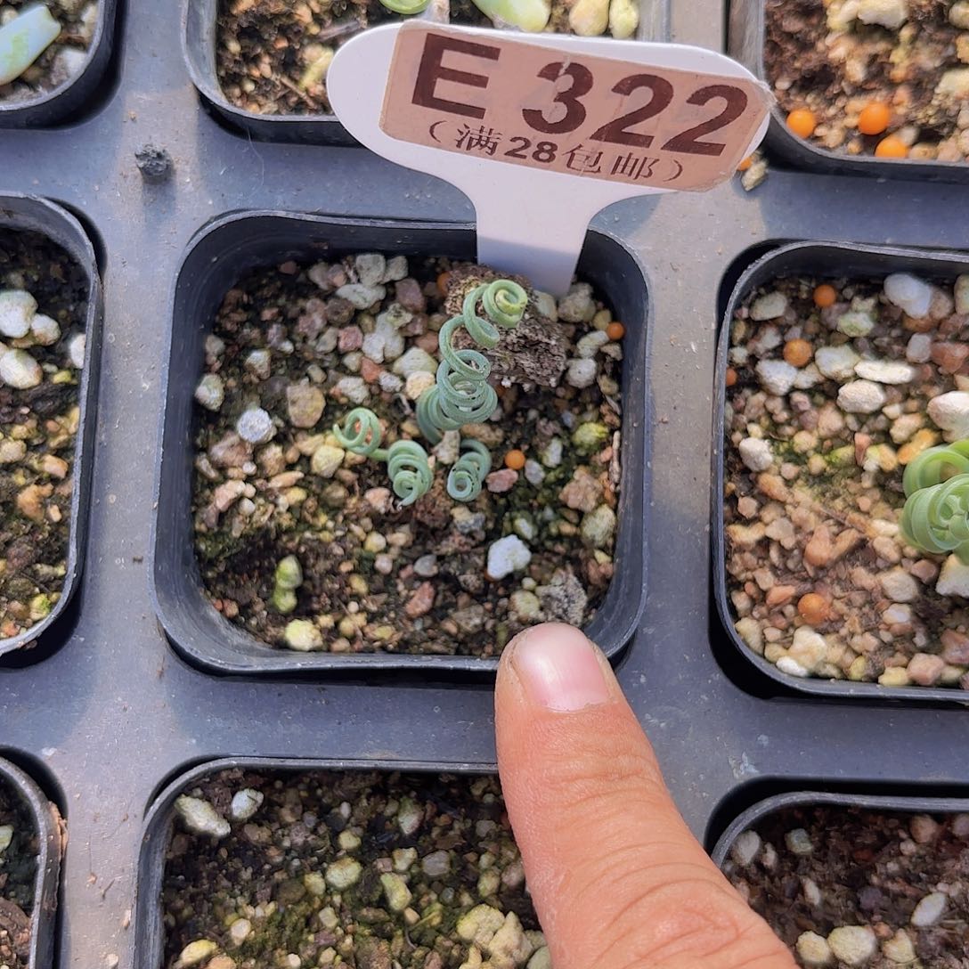 E322钢丝球一物一拍