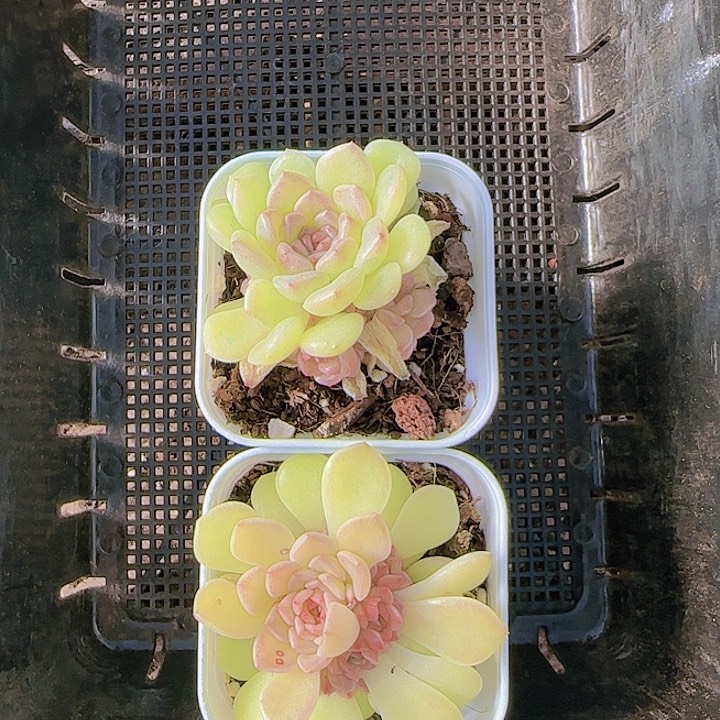 花时光精品多肉51