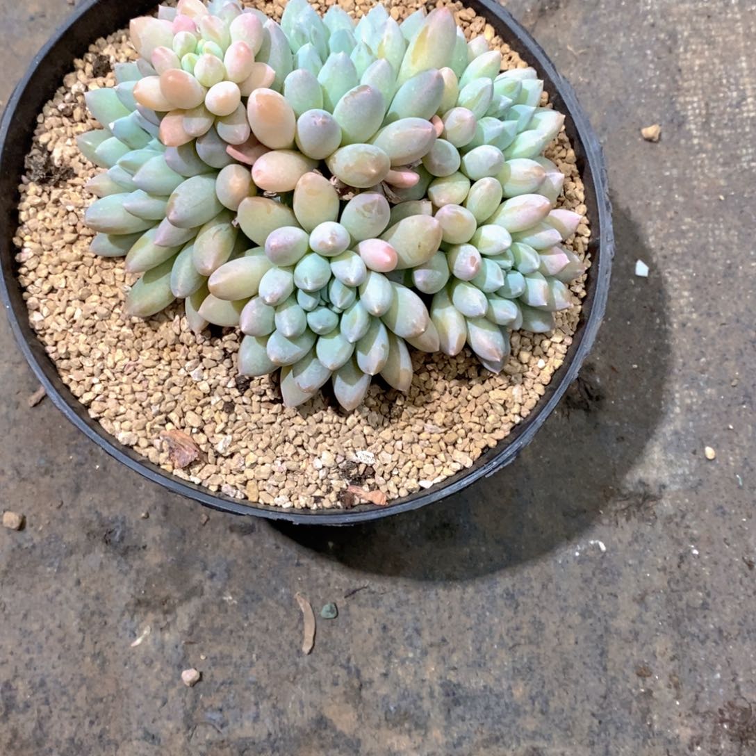 冬***华七彩奶糖多肉植物老桩