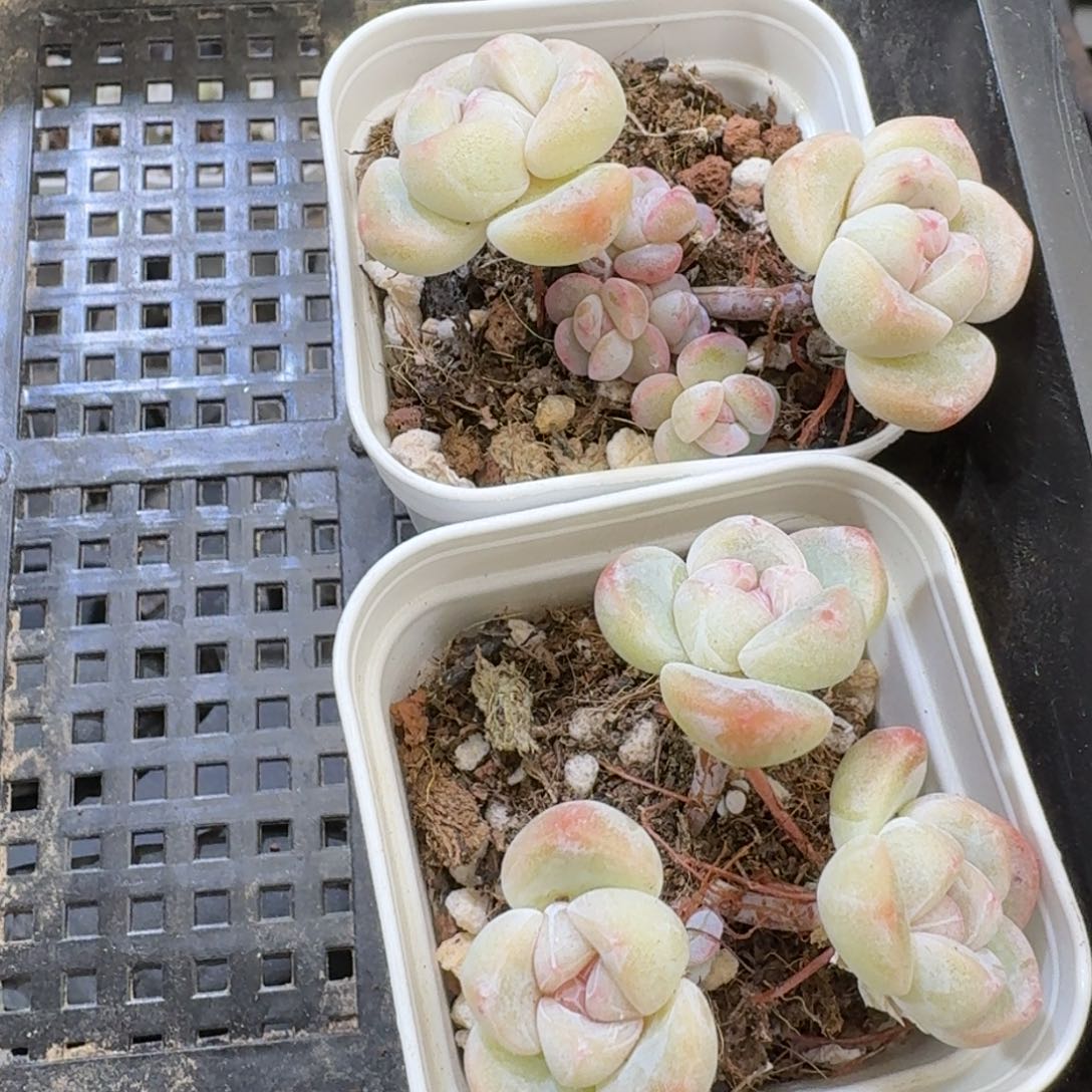 50 号到手1框江北多肉