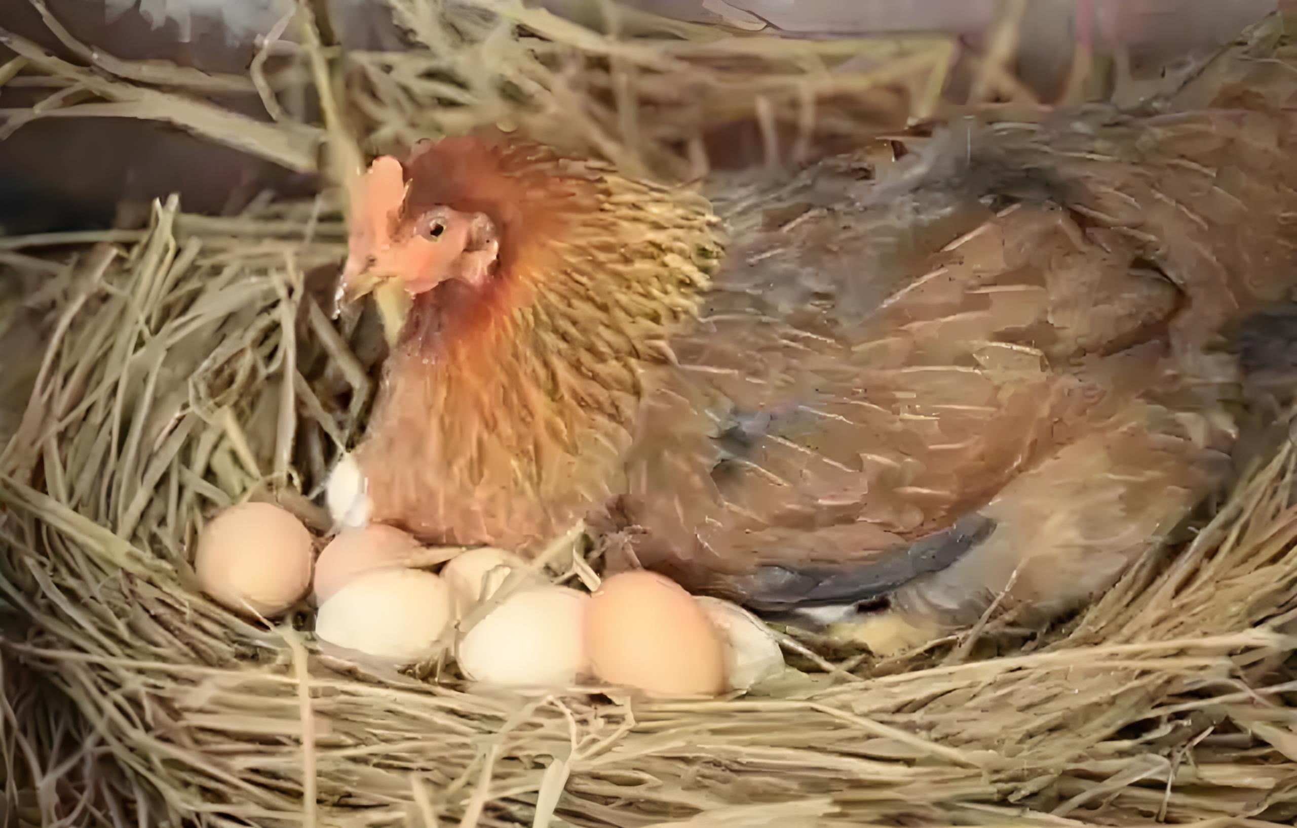 正宗农家散养土蛋鸡整只发货肉质鲜嫩