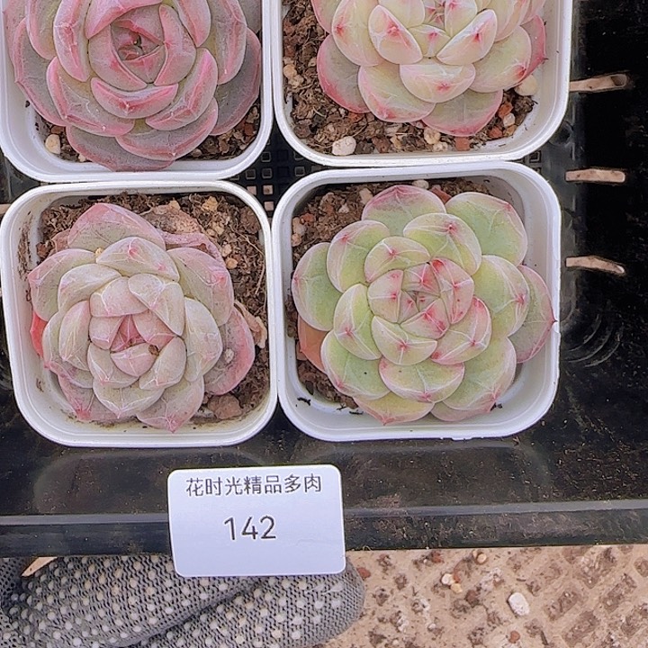 花时光精品多肉142
