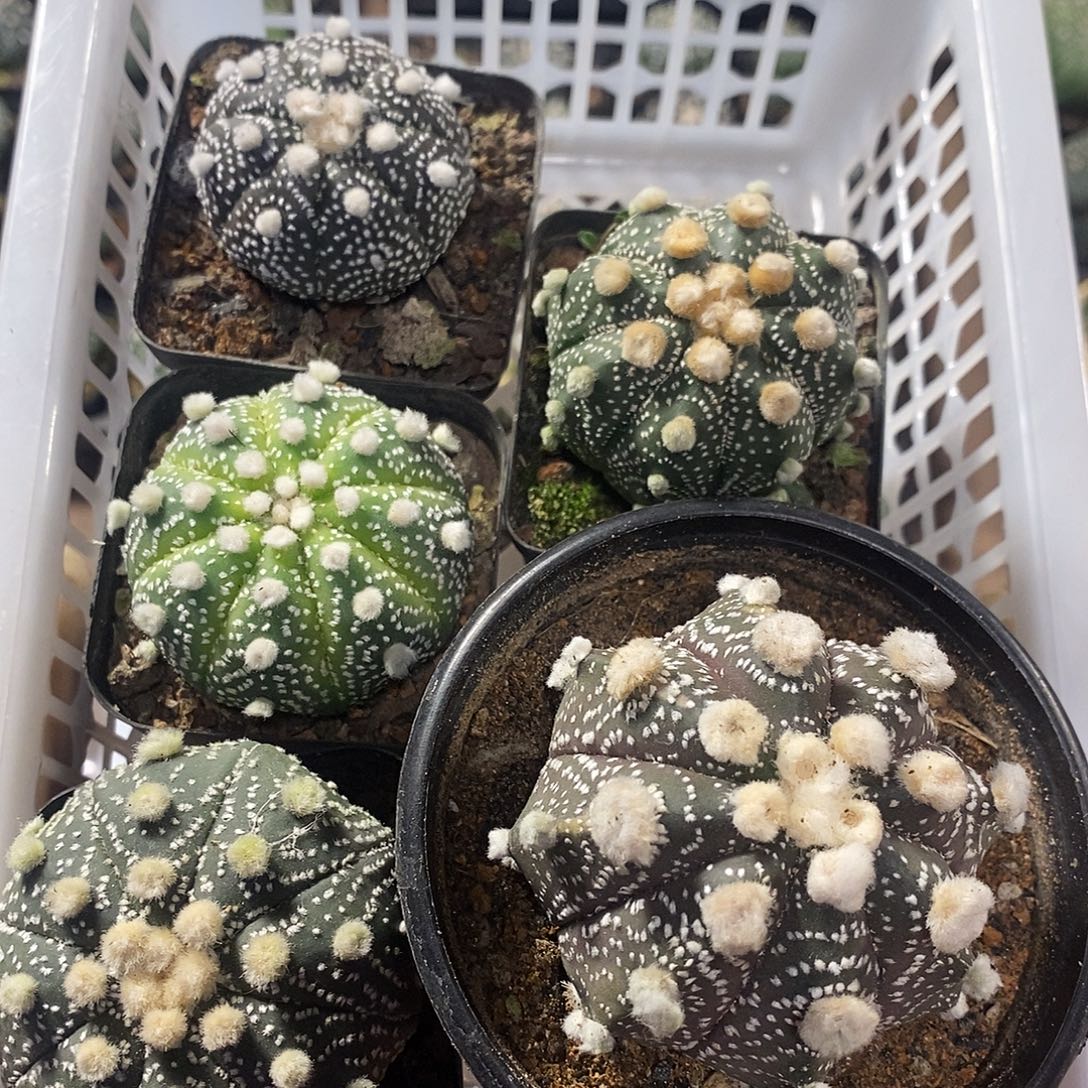 快***乐兜实生，多了组合的