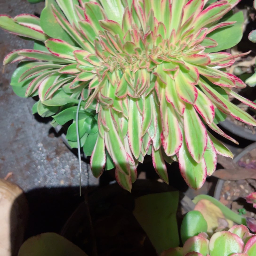 387 号多肉植物法师