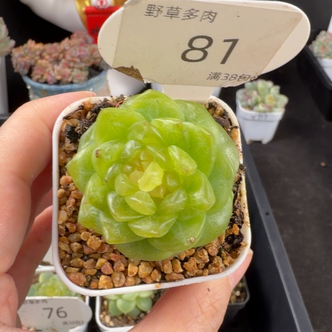 无尽灯单头福利81号