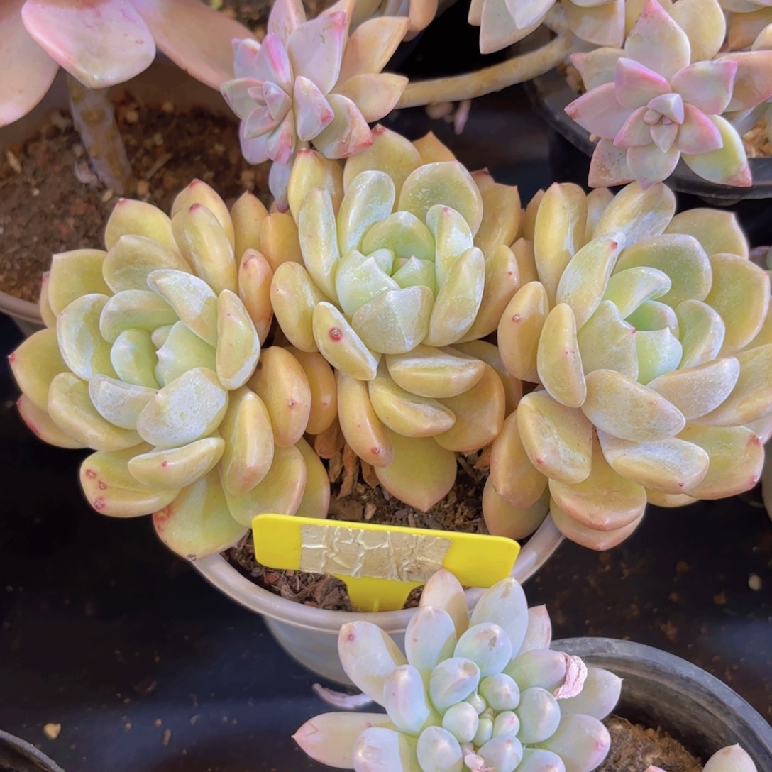 V***a云南金致家精品多肉