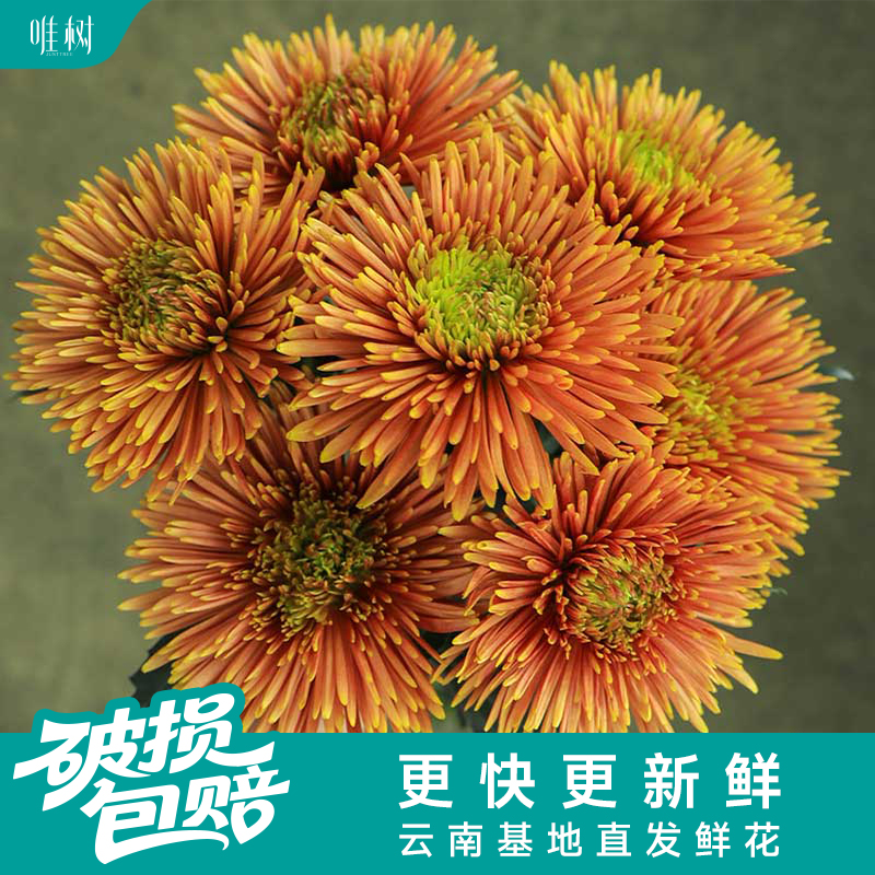 【包邮】唯树菊花·萨弗拉红丨复古渐变花瓣油画质感鲜花鲜切花