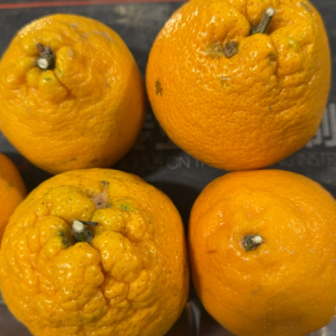 温州瓯海瓯柑苦桔