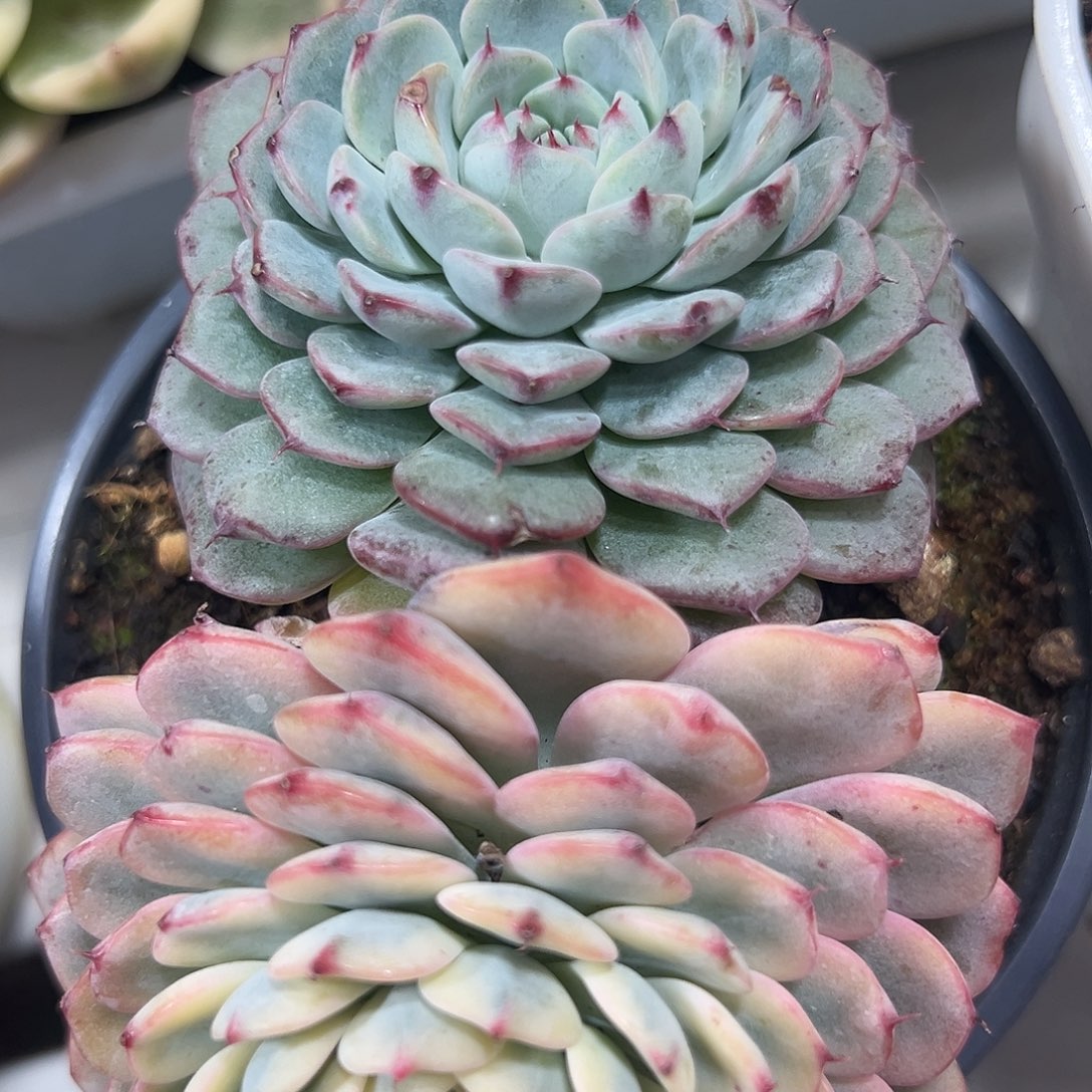 满38 包邮姬莲锦双头