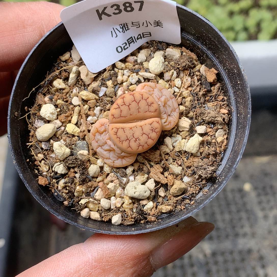 K387多肉植物保护研究所