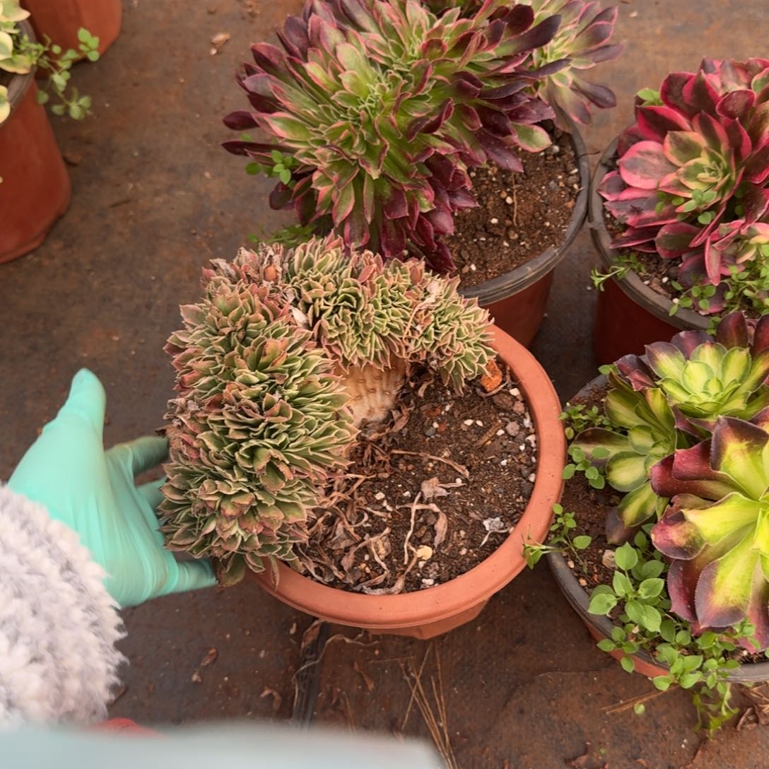 206组合缀化多肉植物满28包邮