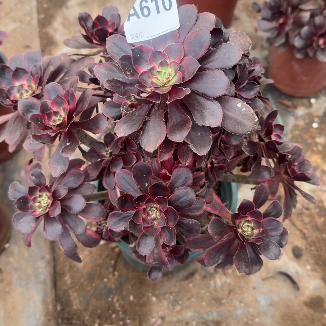 顺***茵丽娜法师一物一拍610