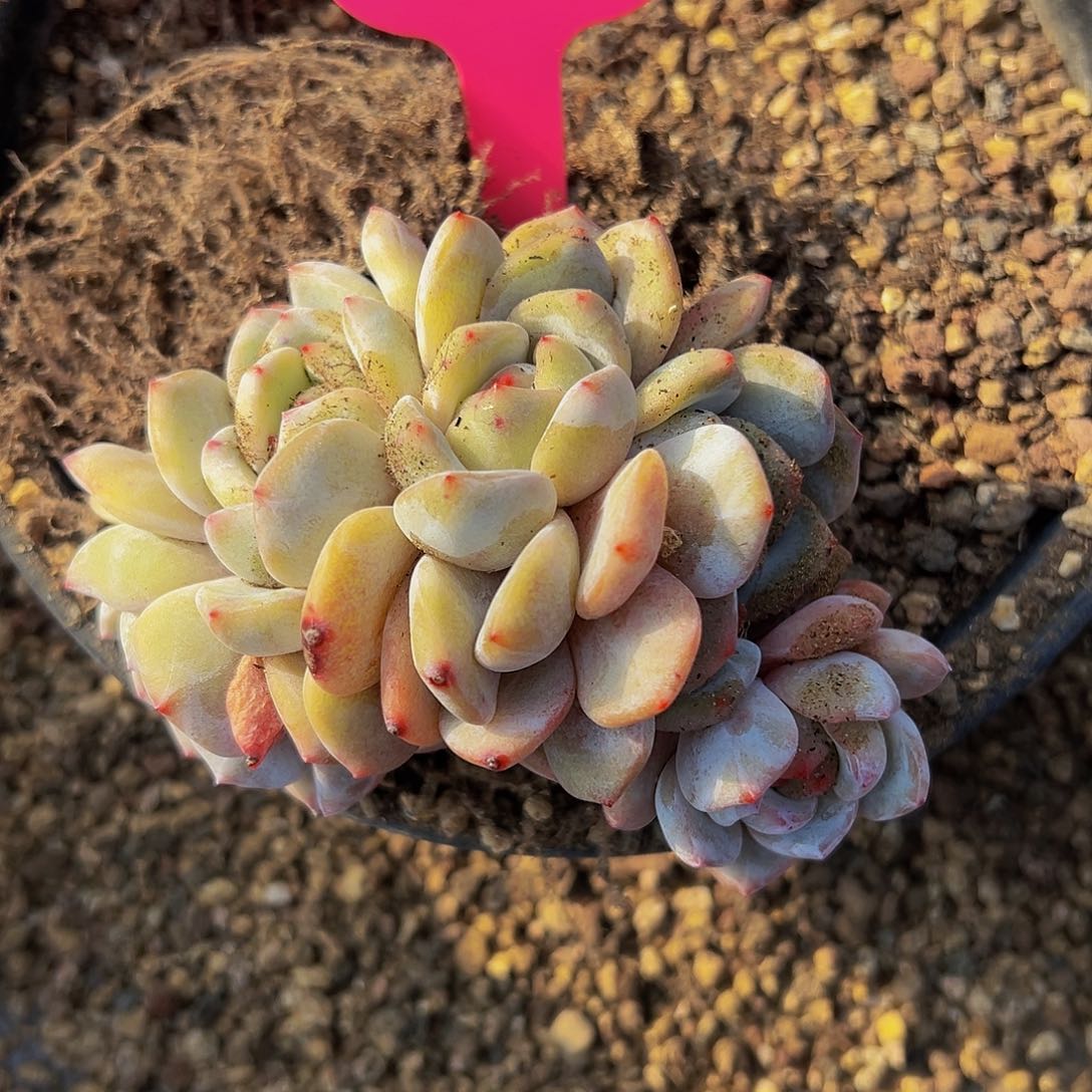 品*aaaaaaaaaaaaaaa26