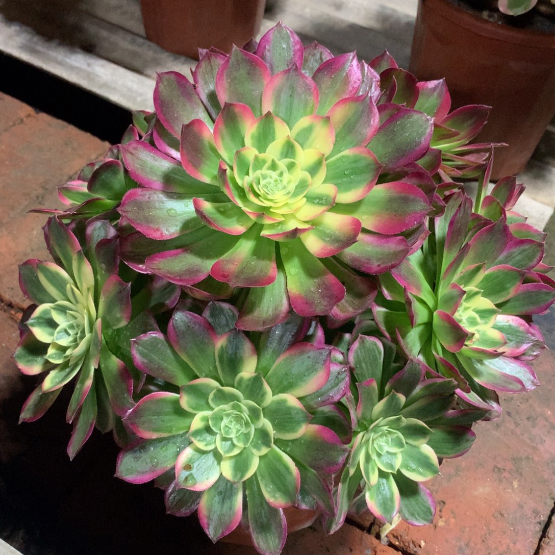 海王捧花，多肉植物