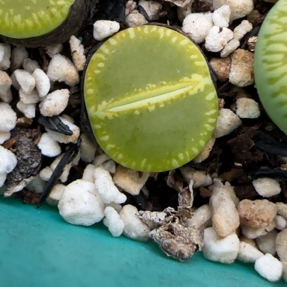 12.23.绿光阳.9001