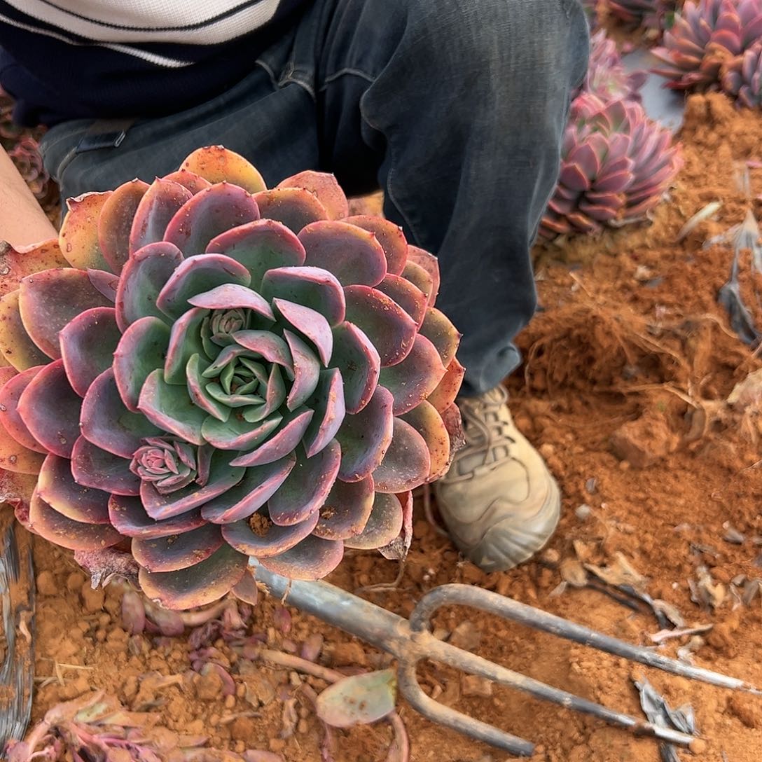  绮罗多肉大单头 一颗发货