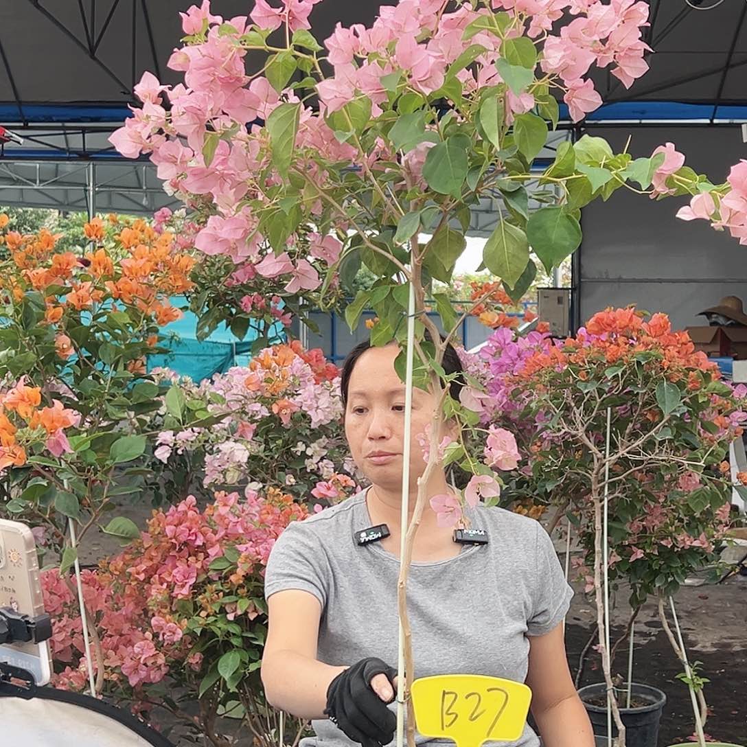 咖***糖大部分花苞少量开放B27暗斑丽人