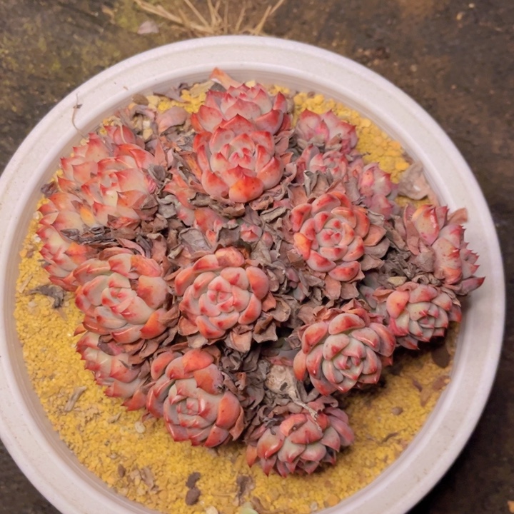 特价微瑕疵老桩手捧