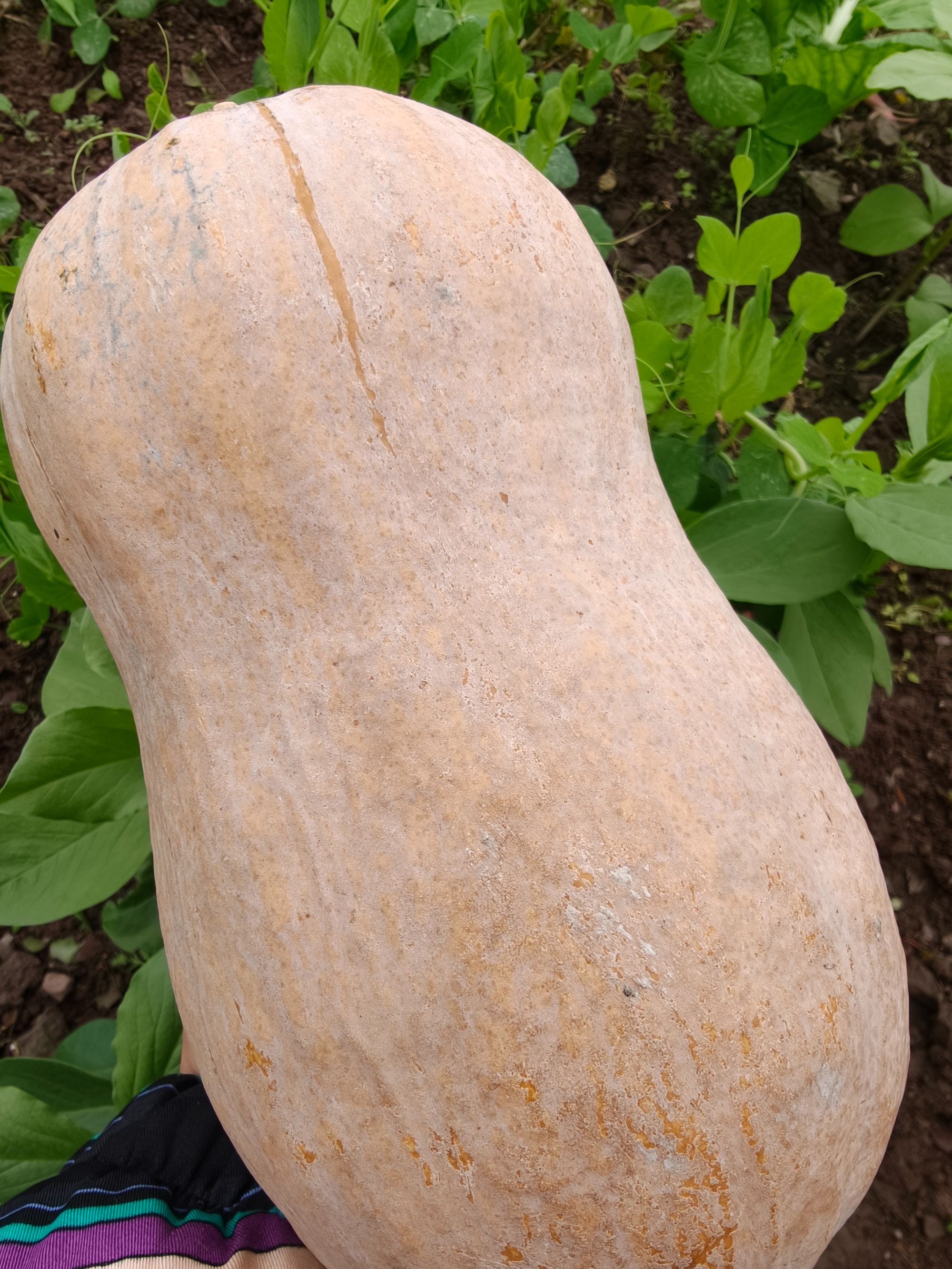 花生南瓜现摘现发5斤装清甜粉糯减脂控糖粗粮蒸煮箜饭宝宝辅食