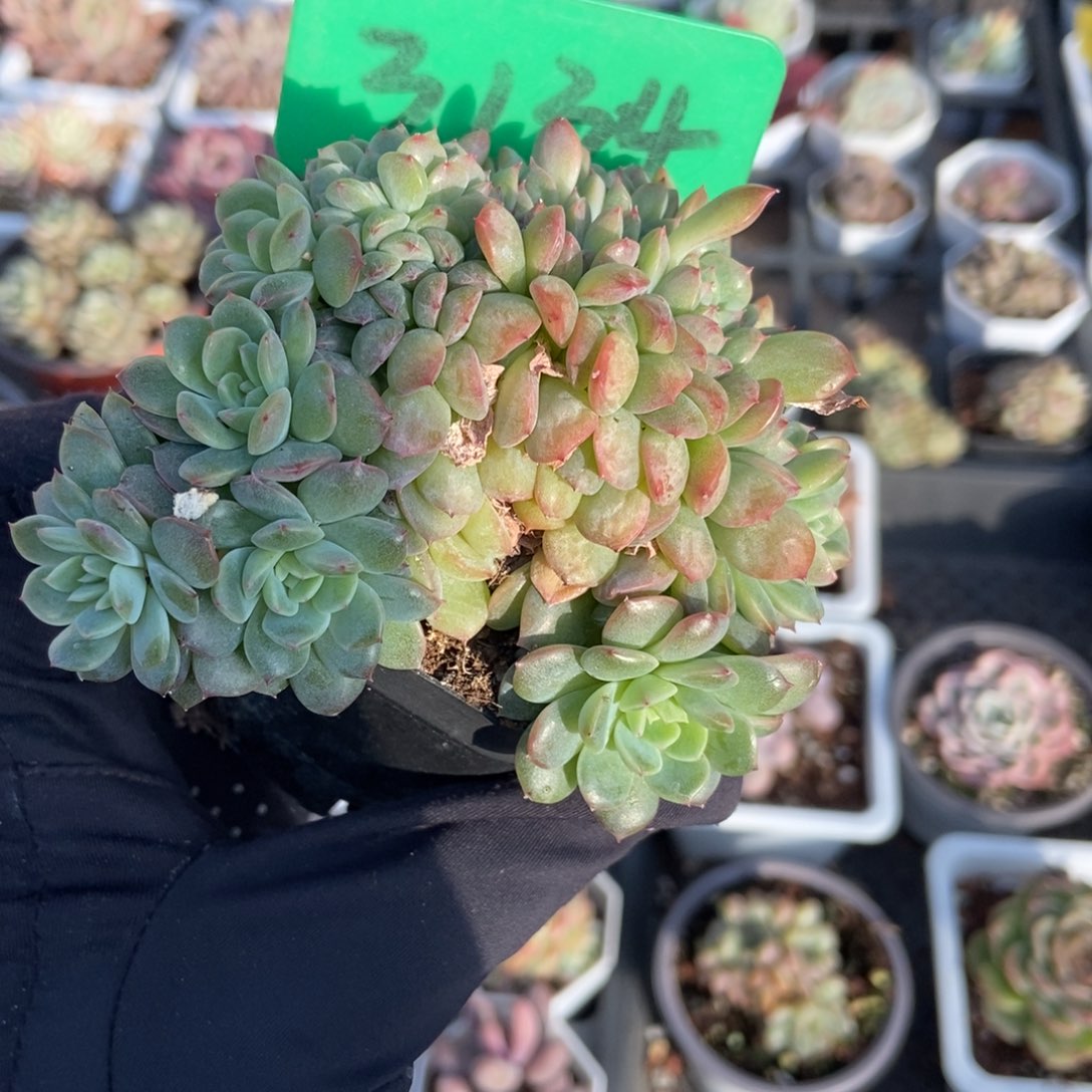 3134冰魄缀多肉植物