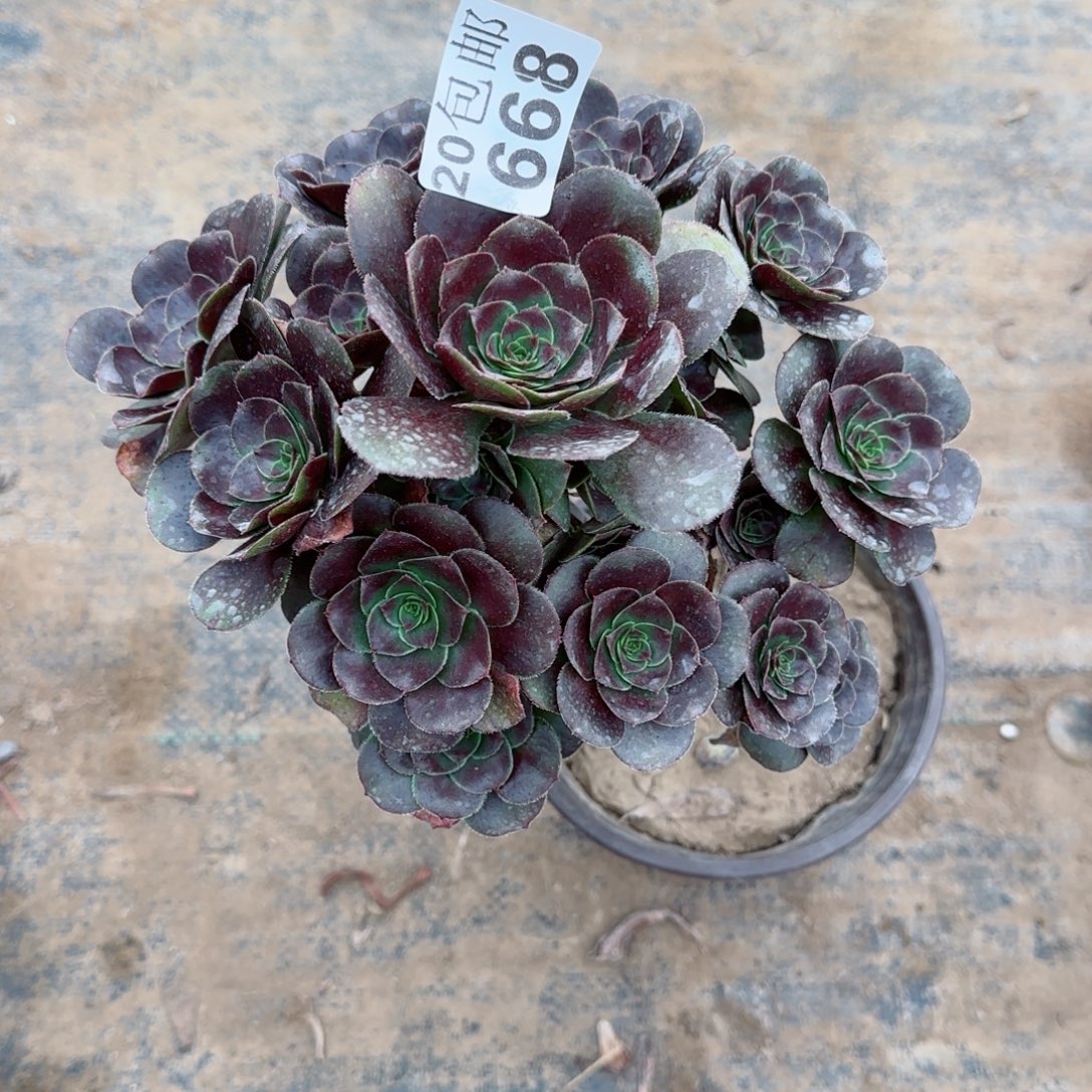 炫彩圆叶668满20包邮断枝不包