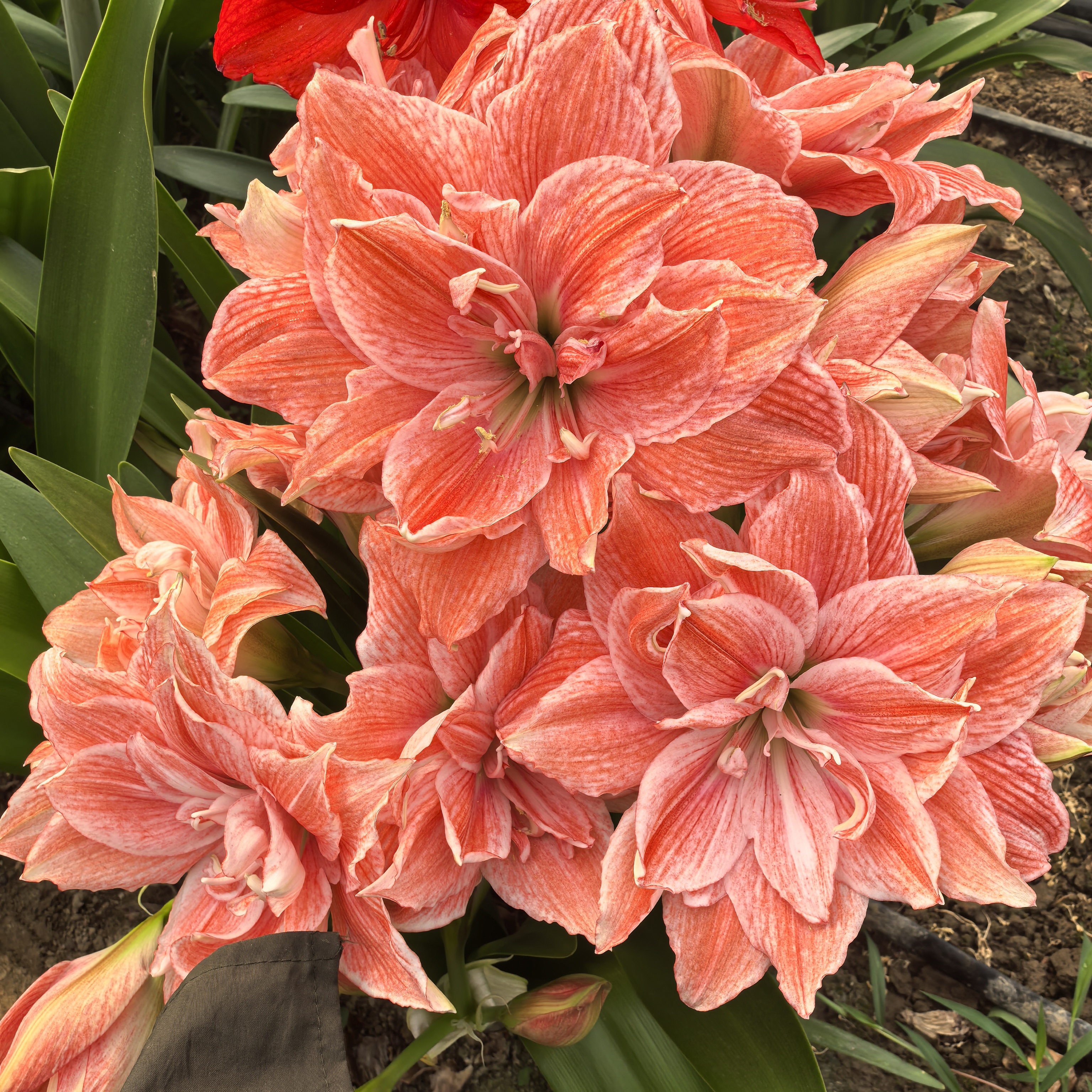 重瓣朱顶红种球四季盆栽花卉适合室内外阳台庭院栽种