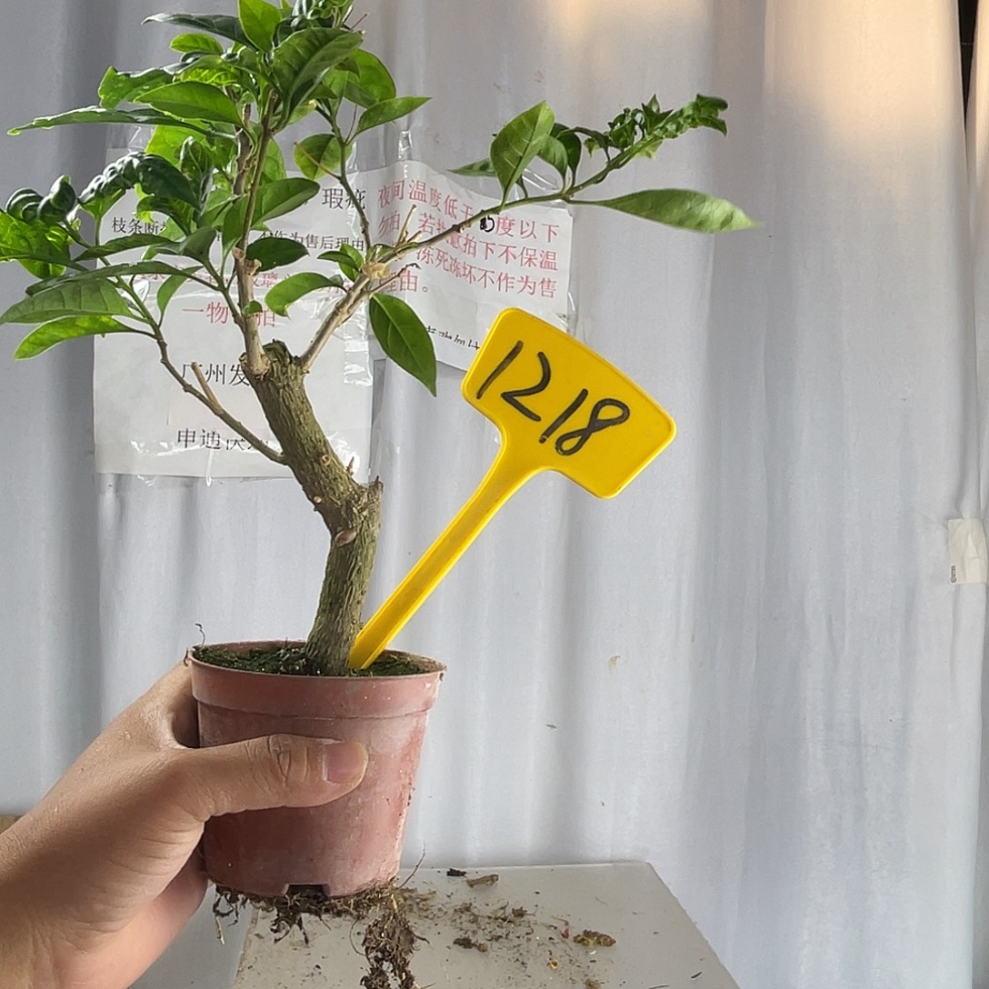 当前无花栽培后可以开花1218掌中宝安格斯