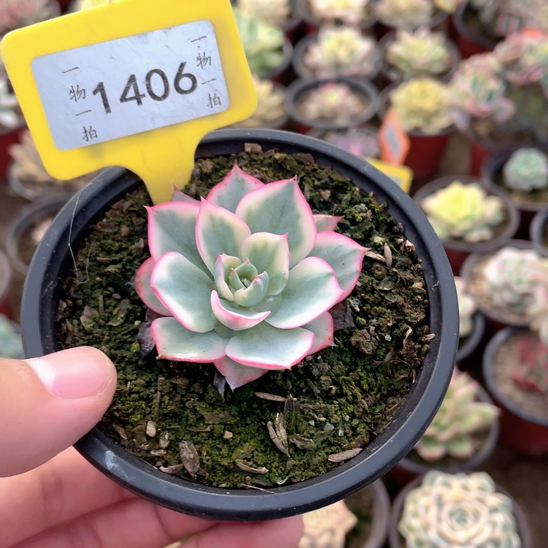 *****1406号多肉植物盆栽