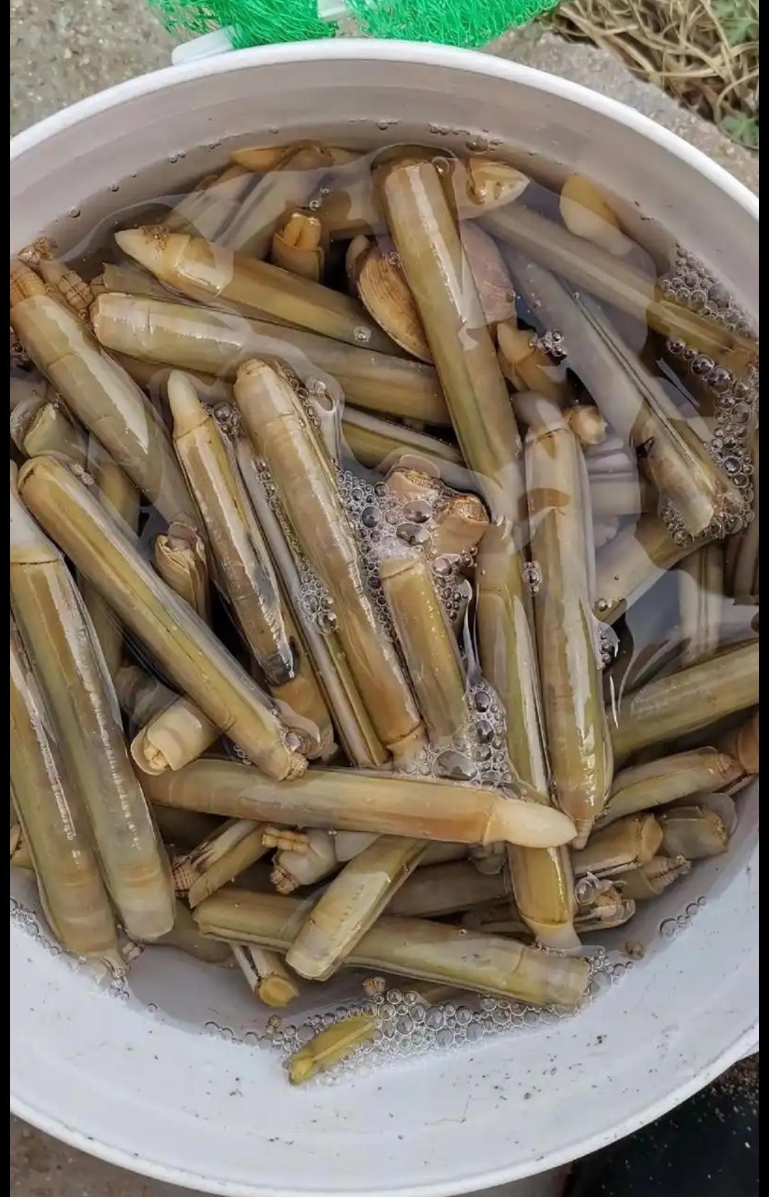 鲜活肥美竹节蛏子，好吃不贵，克旗同城。