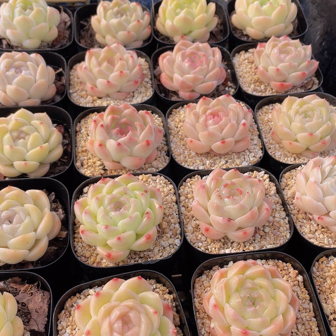 量拍104号 白桃汽水单头一个