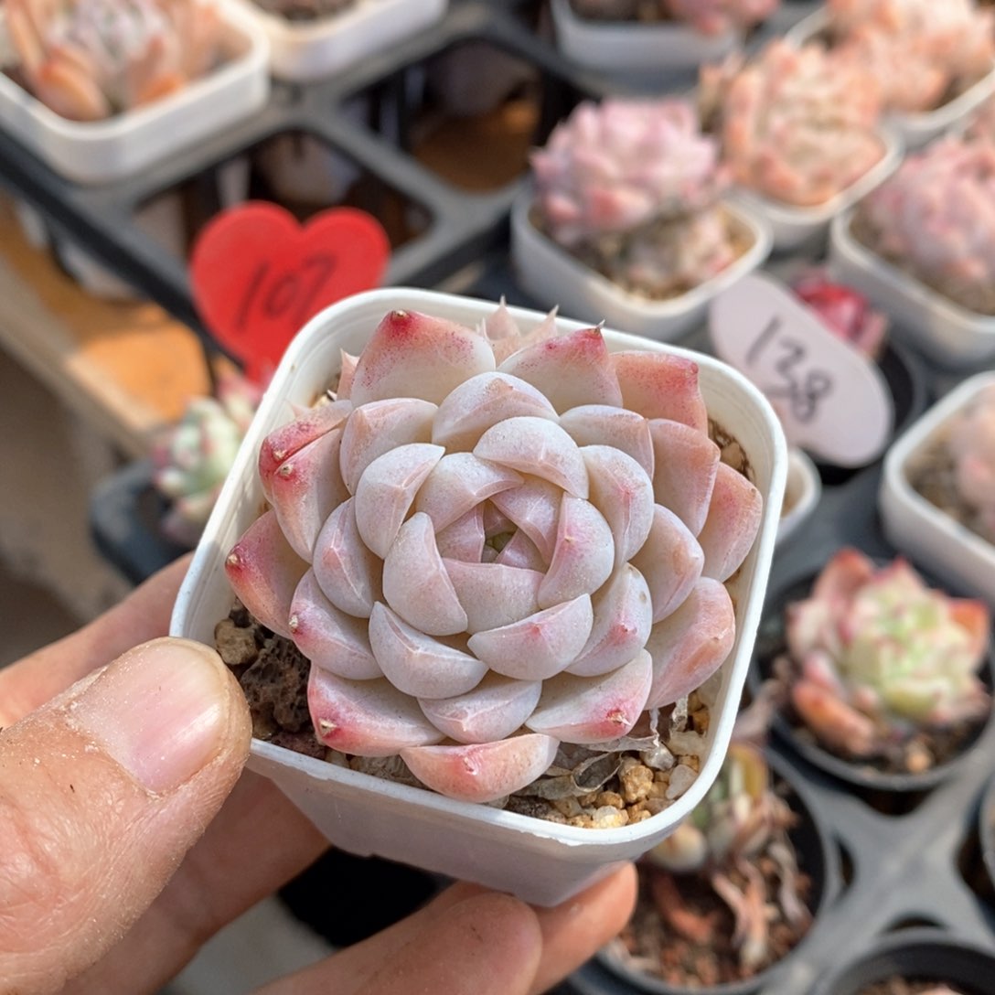 精品多肉一物一拍不包整426