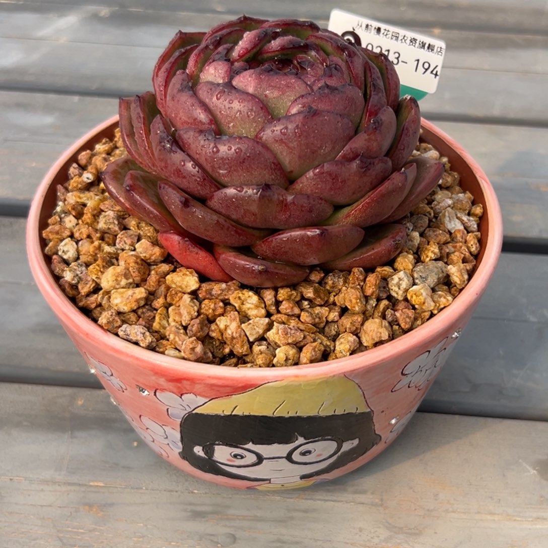 多肉一物一拍0213-194