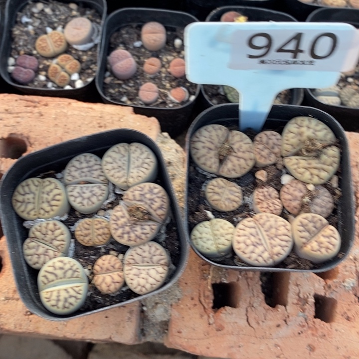 雪***花生石花等植物的生长940