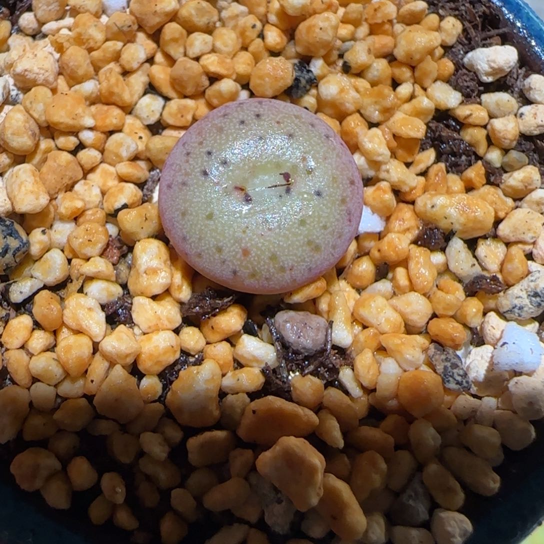 肉锥多肉植物百科-杂交大饼1189