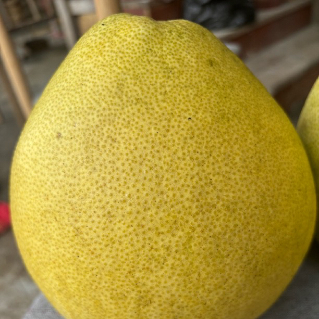 【现摘】白皮柚，尹书记推荐好货