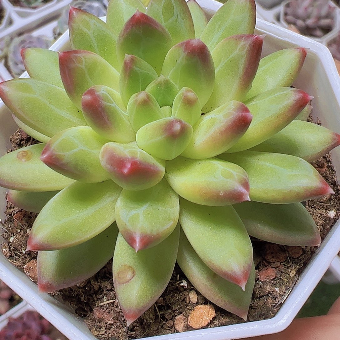 甲骨文19包邮多肉植物