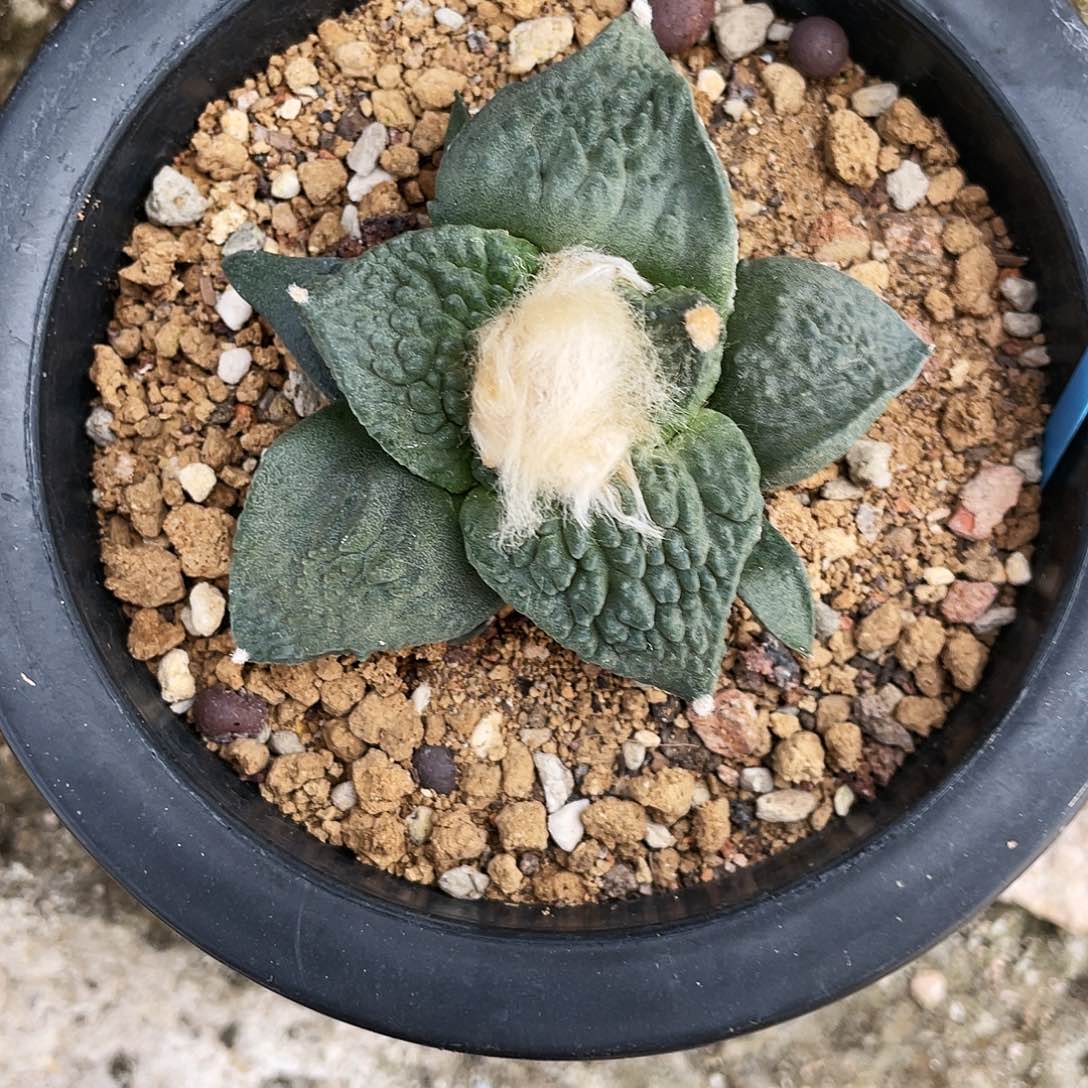 无花朵实生怒涛岩牡丹