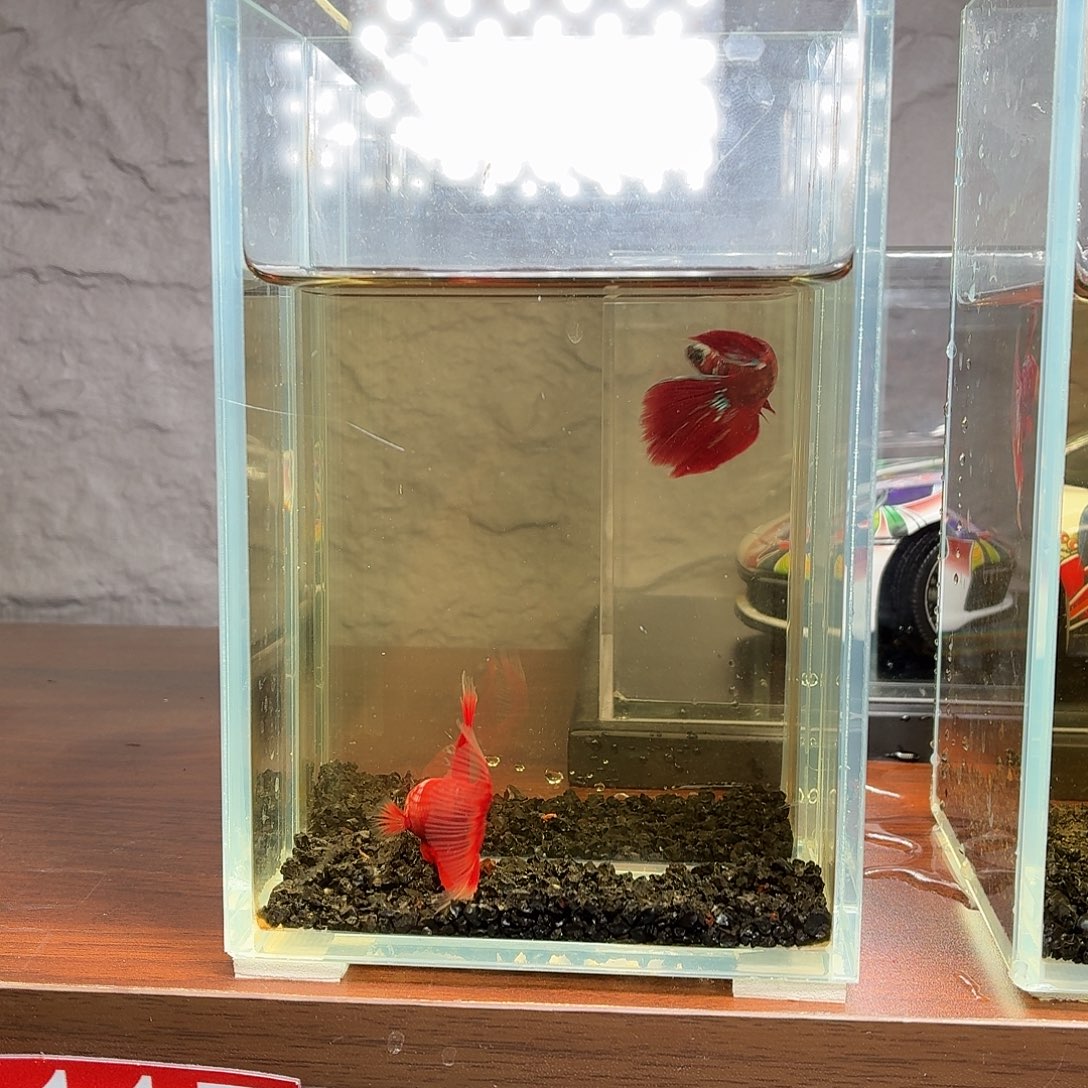 斗鱼彩金半月公鱼