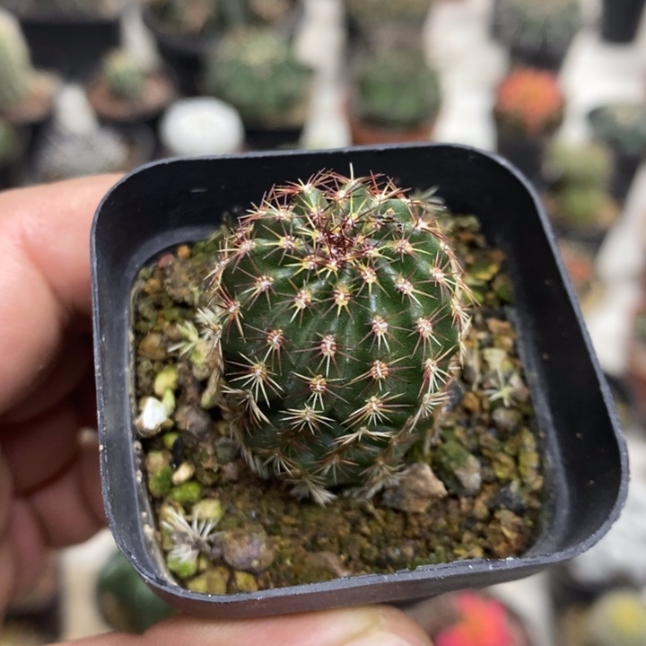 实生红刺青花虾特价