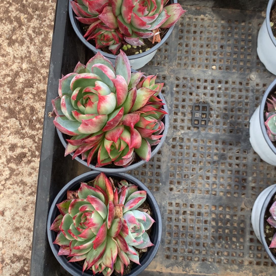 打***肖2810。号多肉植物惊鸿3颗