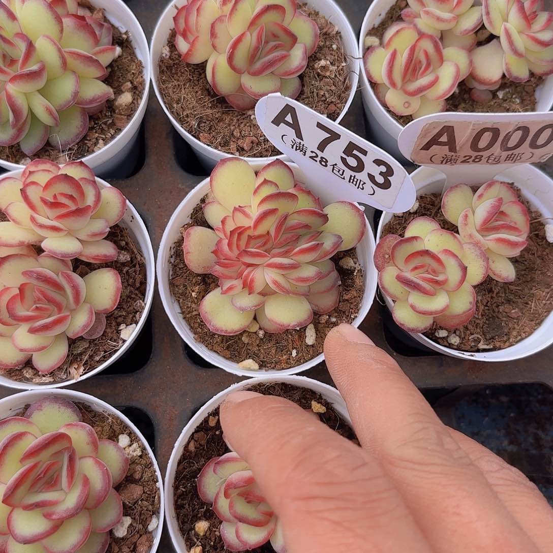 望***安A753肉酱玫瑰一物一拍