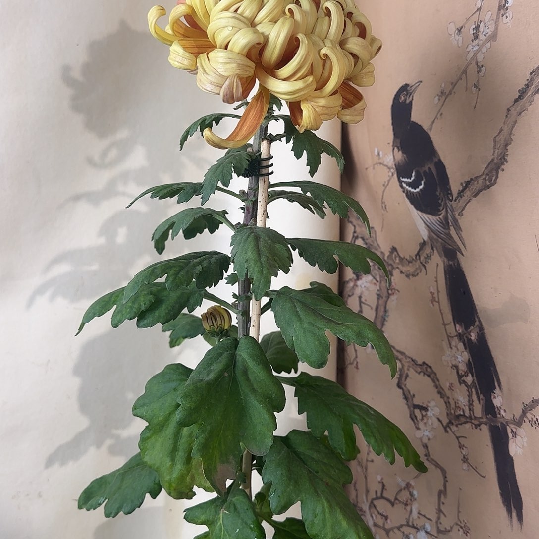 全部花朵C777777777