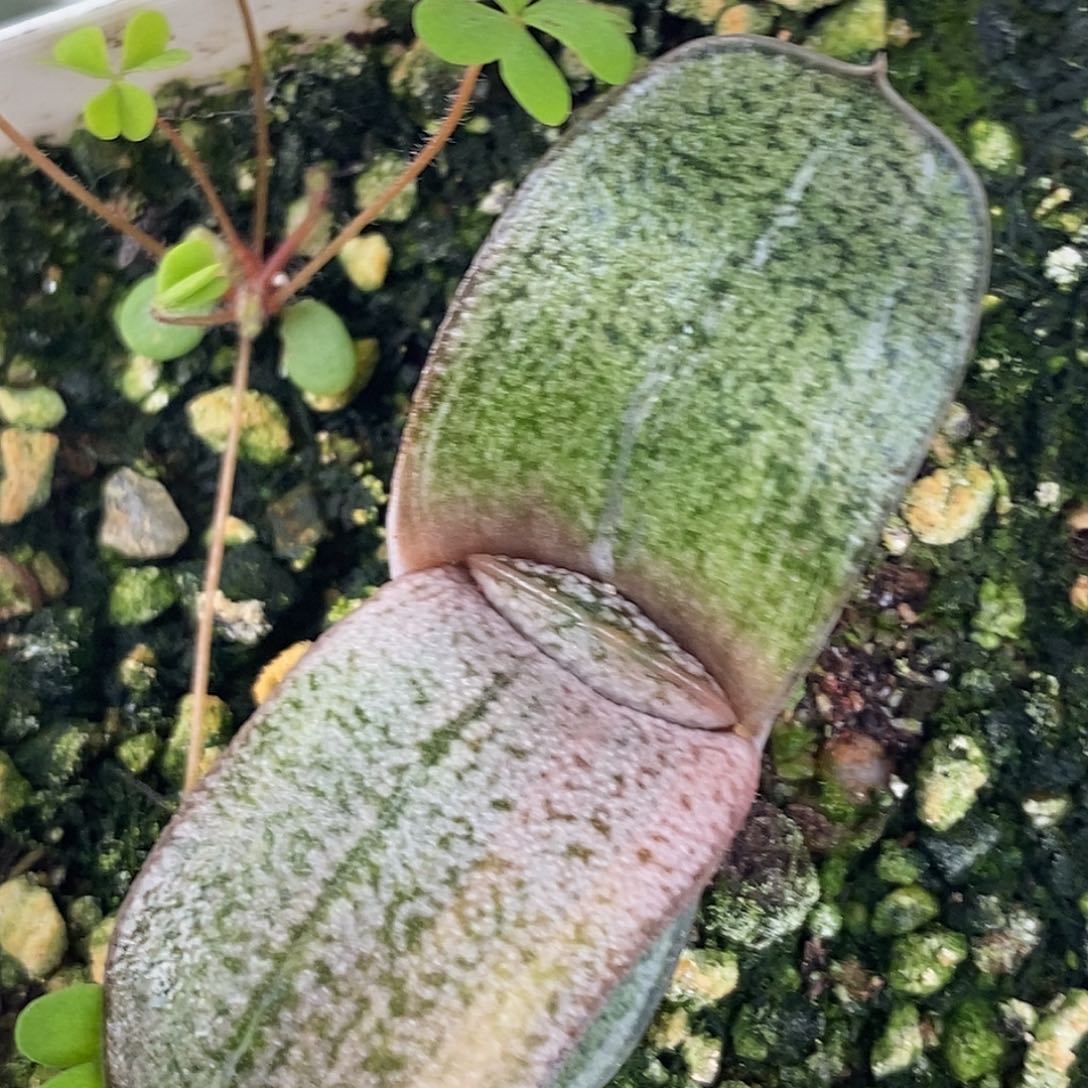 不带盆脱土裸根发货（实生）