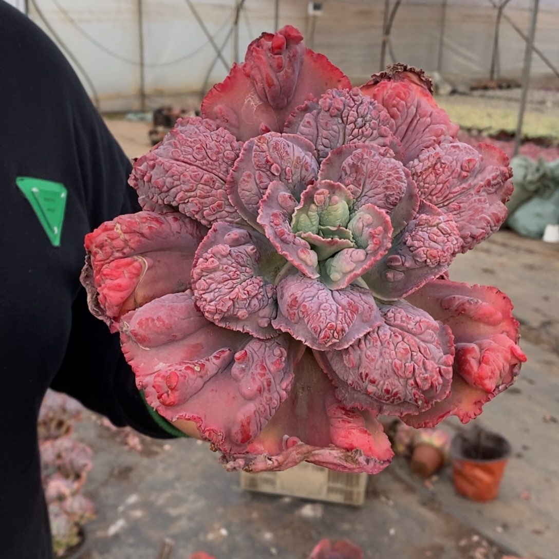 狂野男爵大单头老桩